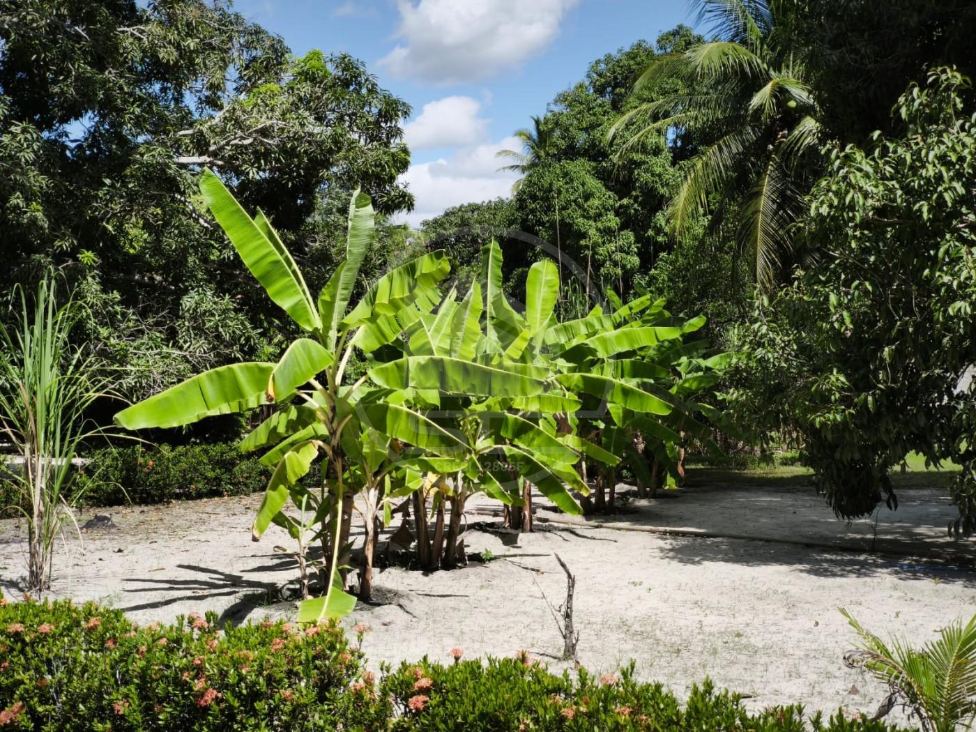 Fazenda, 1 hectares - Foto 13