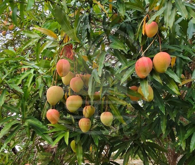 Fazenda, 1 hectares - Foto 2