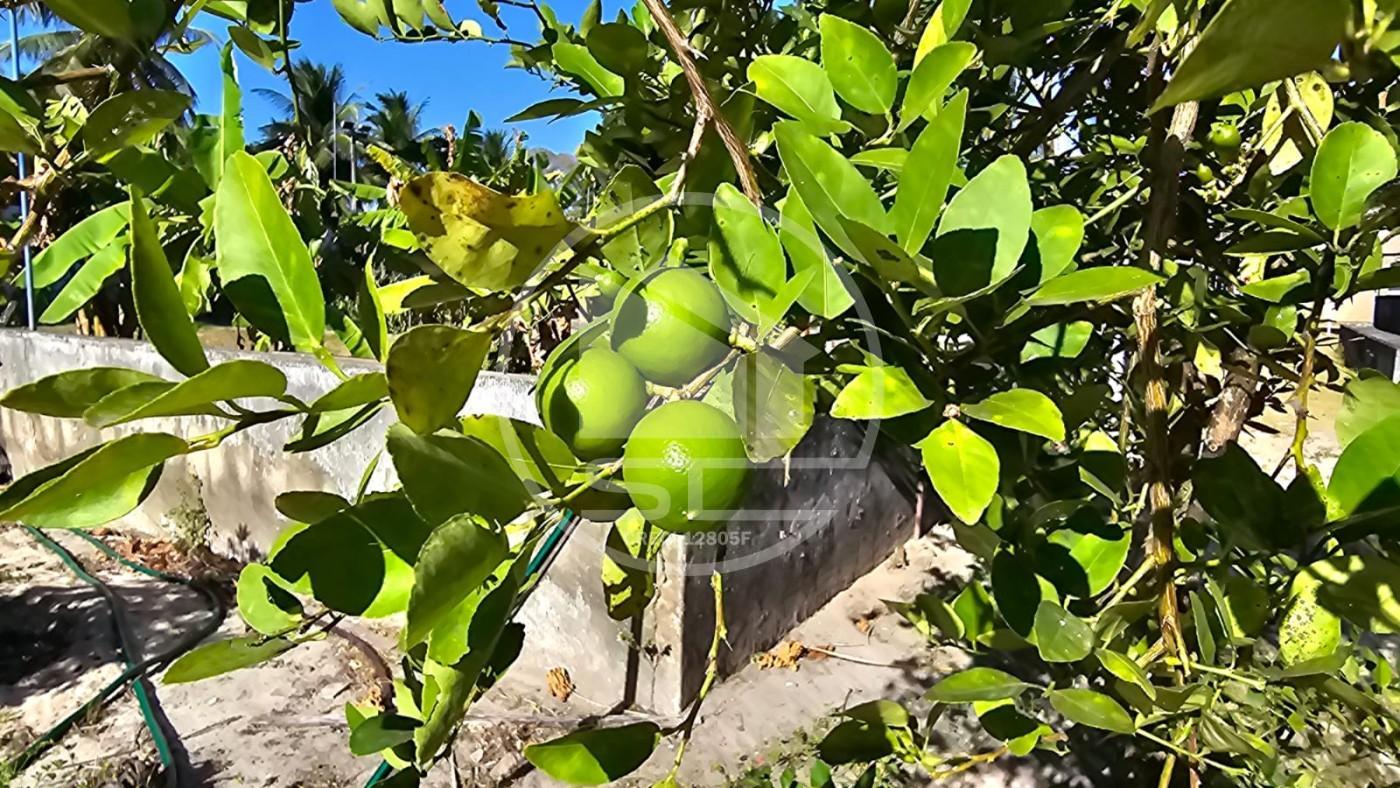 Fazenda, 1 hectares - Foto 12