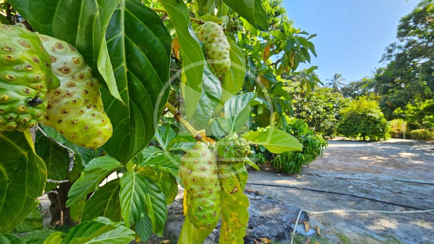 Fazenda, 1 hectares - Foto 25